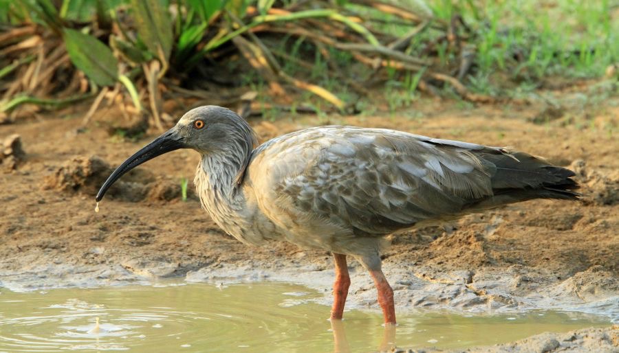 IBIS             PLUMBEOUS  fishing.jpg