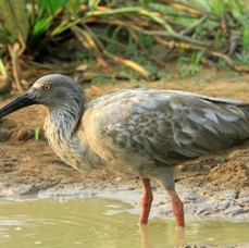 IBIS             PLUMBEOUS  fishing.jpg