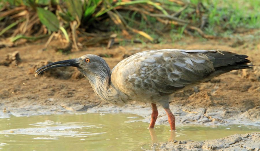 IBIS         PLUMBEOUS  caught it.jpg
