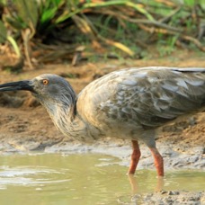 IBIS         PLUMBEOUS  caught it.jpg