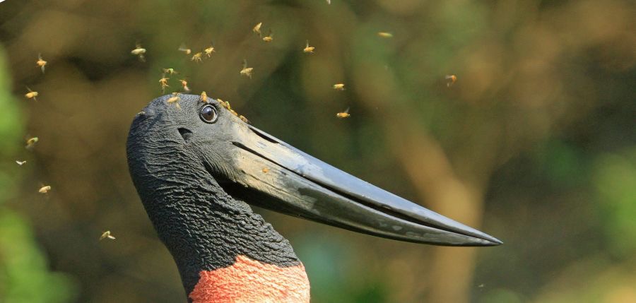 JABIRU  with Hoverflies.jpg