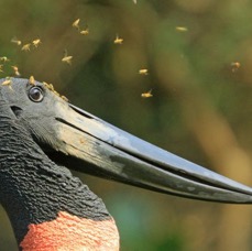 JABIRU  with Hoverflies.jpg