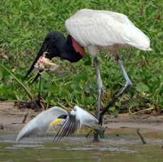 JABIRU with Tern.jpg