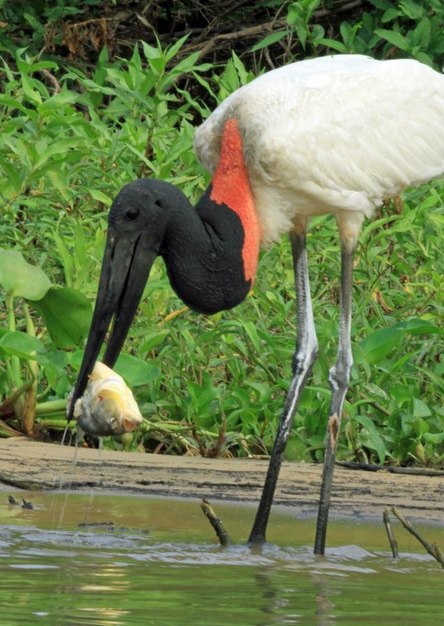 JABIRU wth fish_.jpg