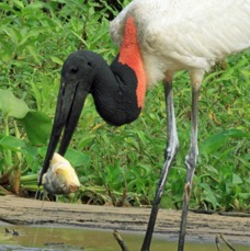 JABIRU wth fish_.jpg