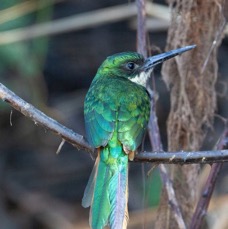 JACAMAR  RUFOUS TAILED.jpg