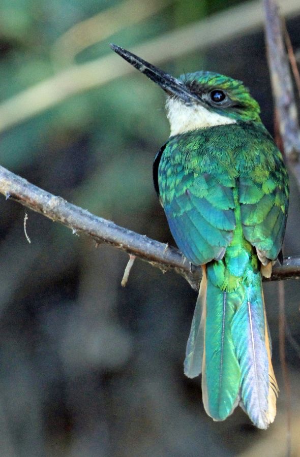 JACAMAR RUFOUS TAILED.jpg