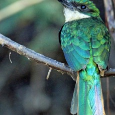 JACAMAR RUFOUS TAILED.jpg