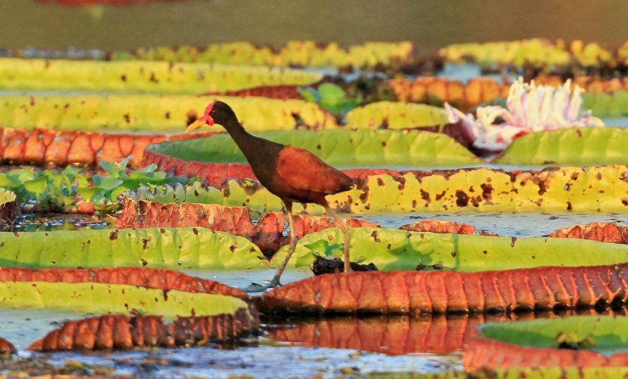 JACANA.  WATTLED.  on giant water-lilies.JPG