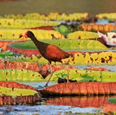 JACANA.  WATTLED.  on giant water-lilies.JPG
