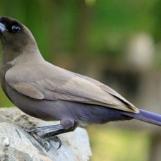 JAY           PURPLISH.jpg