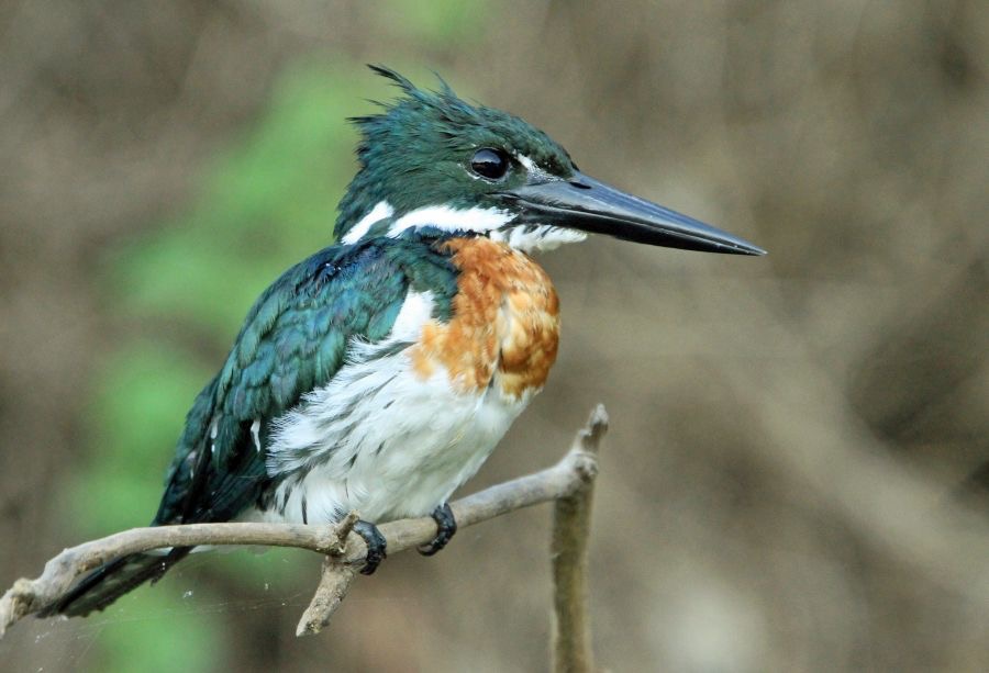 KINGFISHER   AMAZON male.jpg