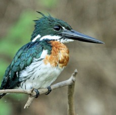 KINGFISHER   AMAZON male.jpg