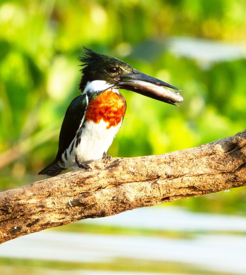 KINGFISHER AMAZON male with fish.jpg