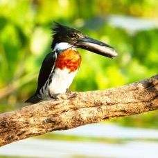 KINGFISHER AMAZON male with fish.jpg