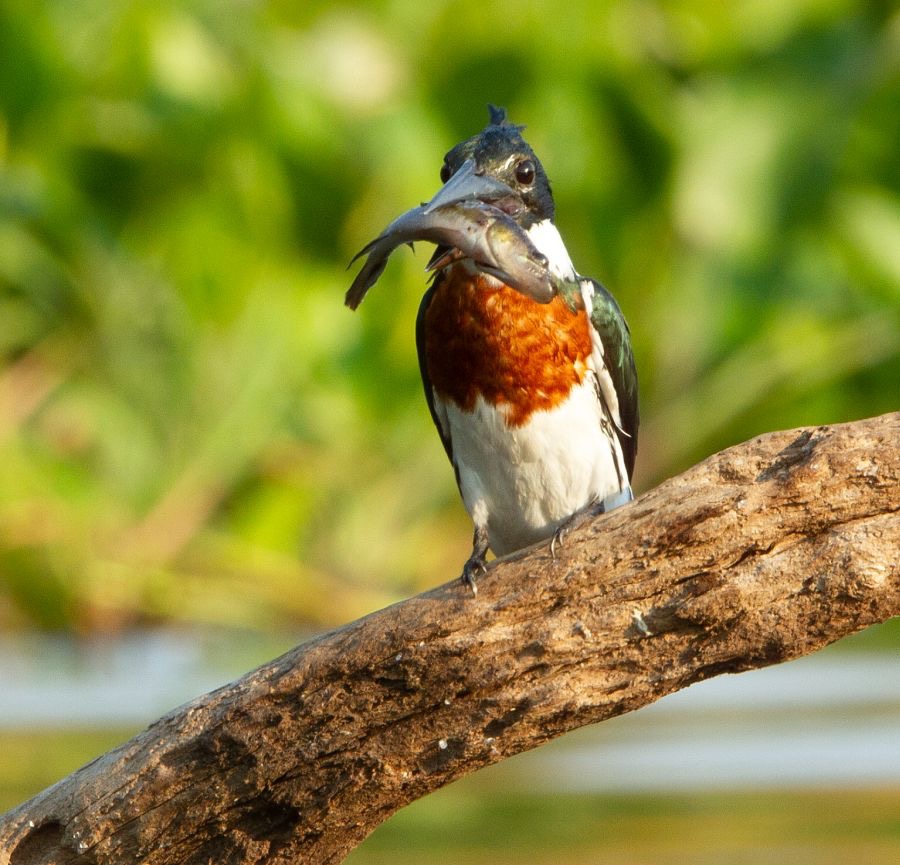 KINGFISHER AMAZON. male  with fish.jpg