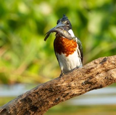 KINGFISHER AMAZON. male  with fish.jpg