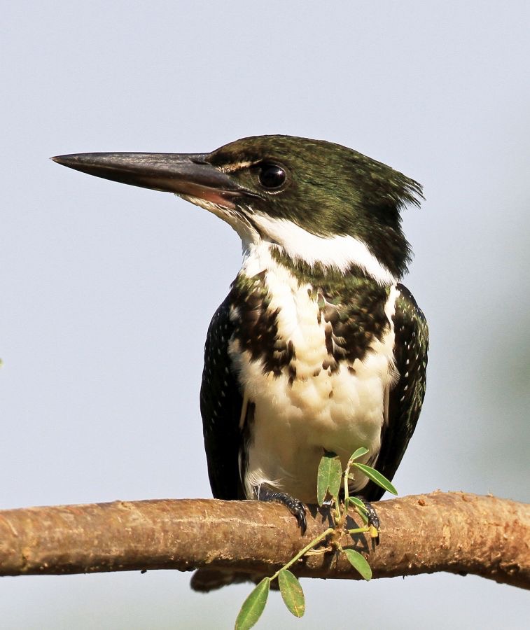 KINGFISHER,,                       GREEN       female.jpg