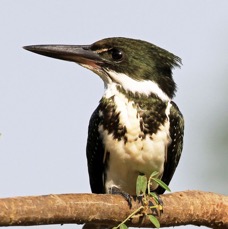 KINGFISHER,,                       GREEN       female.jpg