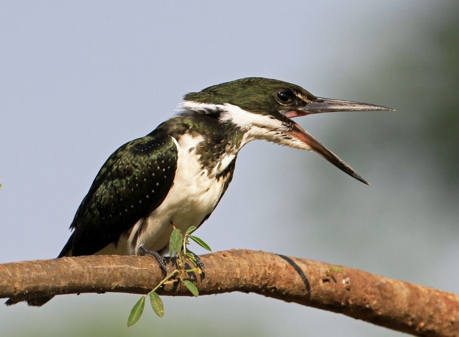 KINGFISHER,,                    GREEN           female.jpg