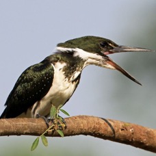 KINGFISHER,,                    GREEN           female.jpg