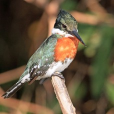 KINGFISHER.        GREEN.jpg