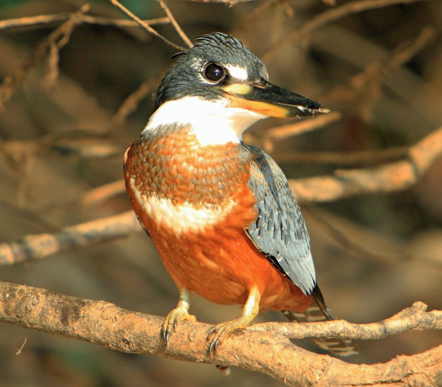 KINGFISHER.  RINGED.jpg