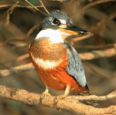 KINGFISHER.  RINGED.jpg