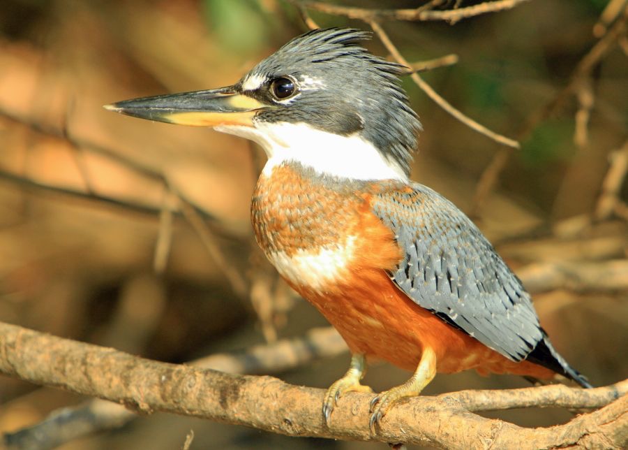 KINGFISHER... RINGED.jpg