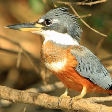 KINGFISHER... RINGED.jpg