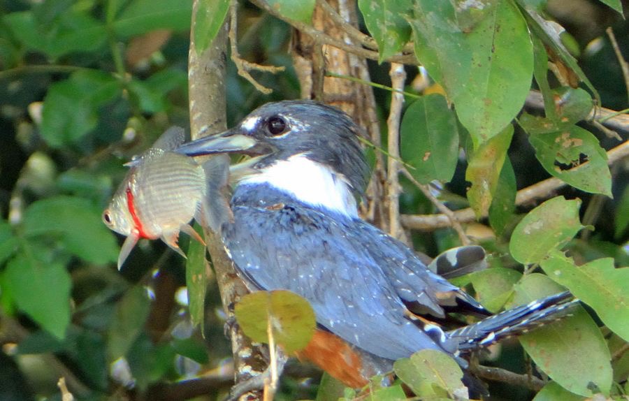 KINGFISHER....   RINGED with Fish.JPG