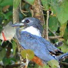 KINGFISHER....   RINGED with Fish.JPG