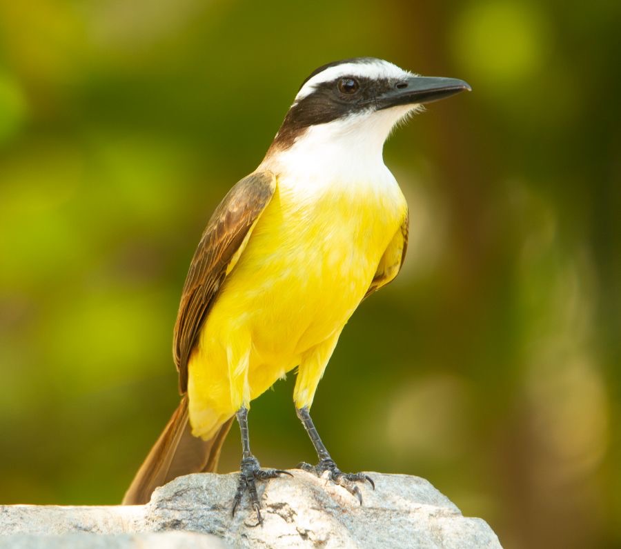 KISKADEE    GREAT.jpg