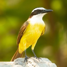 KISKADEE    GREAT.jpg