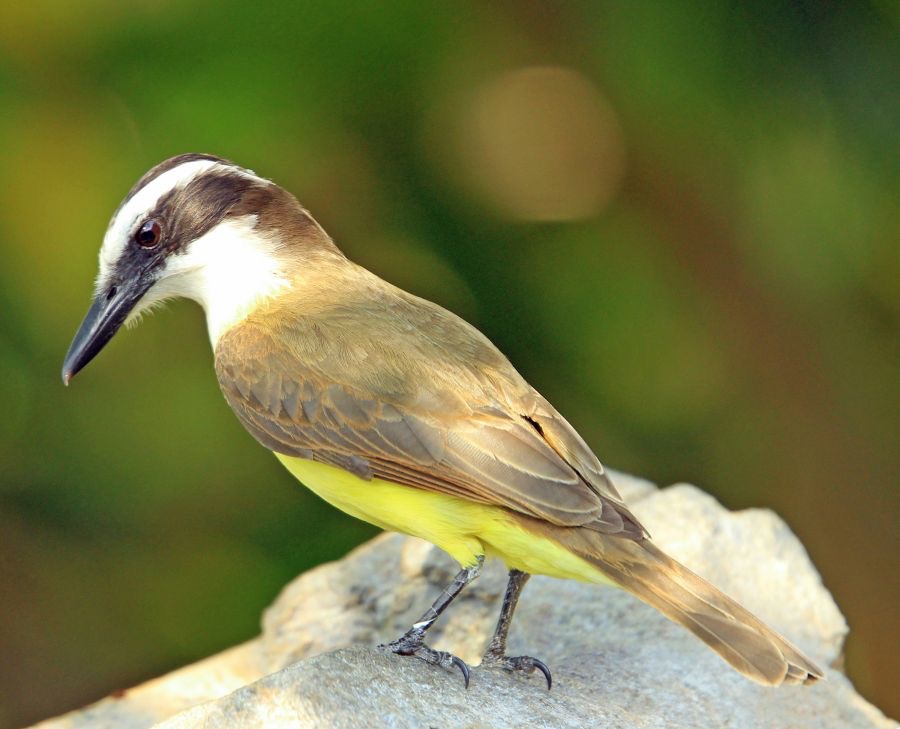 KISKADEE.     GREAT.jpg