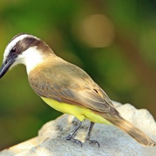 KISKADEE.     GREAT.jpg