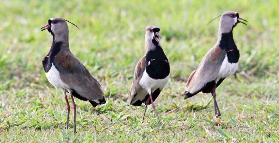 LAPWINGS  SOUTHERN_ displaying.jpg