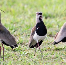 LAPWINGS  SOUTHERN_ displaying.jpg