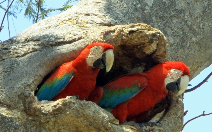 MACAW               RED&GREEN        at nesthole.jpg