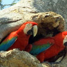 MACAW               RED&GREEN        at nesthole.jpg