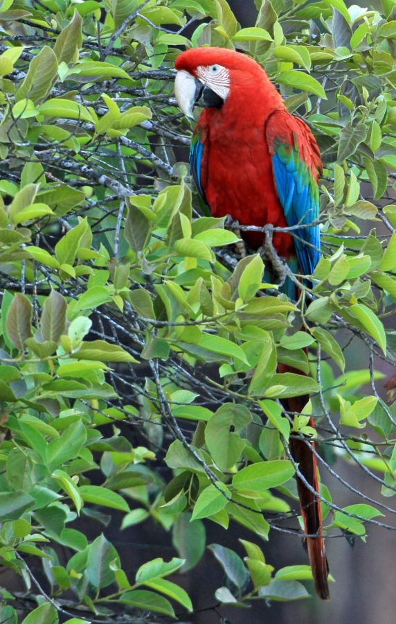 MACAW           RED & GREEN.jpg