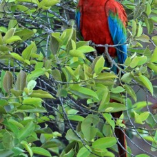 MACAW           RED & GREEN.jpg