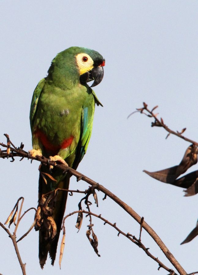 MACAW.    BLUE-WINGED.JPG