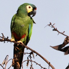 MACAW.    BLUE-WINGED.JPG