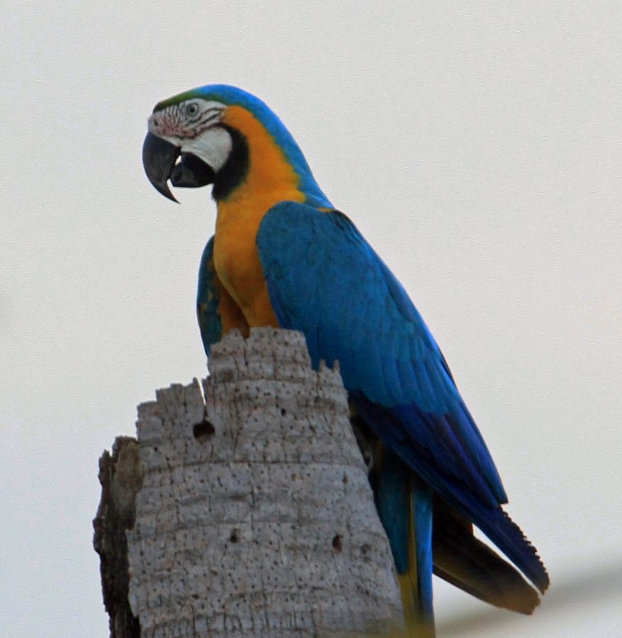 MACAW.   BLUE-&-YELLOW..JPG