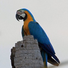 MACAW.   BLUE-&-YELLOW..JPG