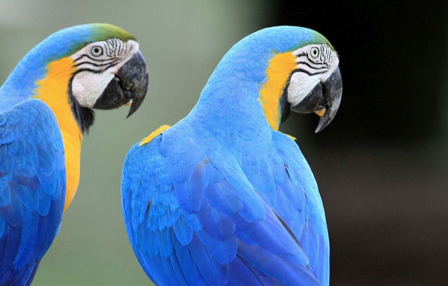 MACAWS    BLUE & YELLOW.jpg