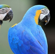 MACAWS    BLUE & YELLOW.jpg
