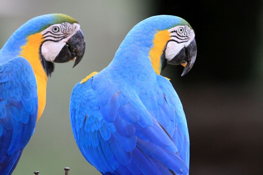 MACAWS   BLUE-&-YELLOW.JPG