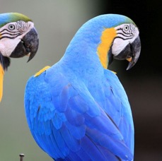 MACAWS   BLUE-&-YELLOW.JPG